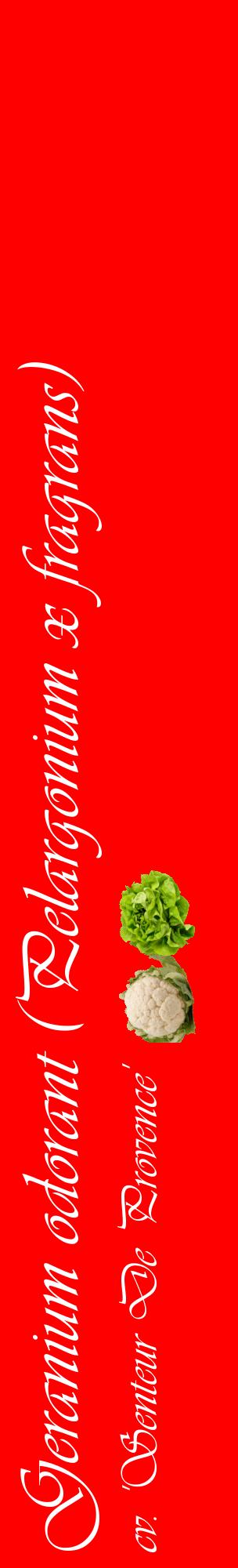Étiquette de : Pelargonium x fragrans cv. 'Senteur De Provence' - format c - style blanche27_basiqueviv avec comestibilité simplifiée
