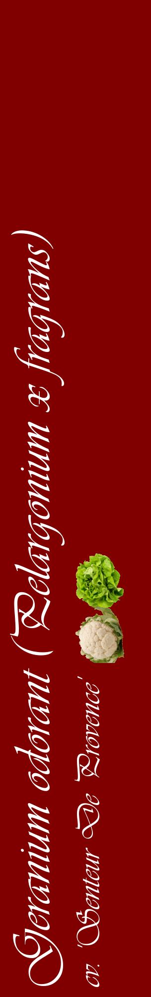 Étiquette de : Pelargonium x fragrans cv. 'Senteur De Provence' - format c - style blanche29_basiqueviv avec comestibilité simplifiée