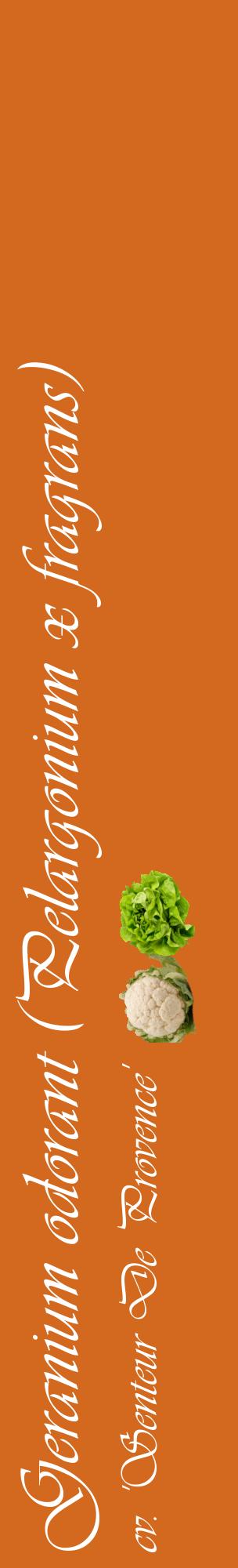 Étiquette de : Pelargonium x fragrans cv. 'Senteur De Provence' - format c - style blanche31_basiqueviv avec comestibilité simplifiée