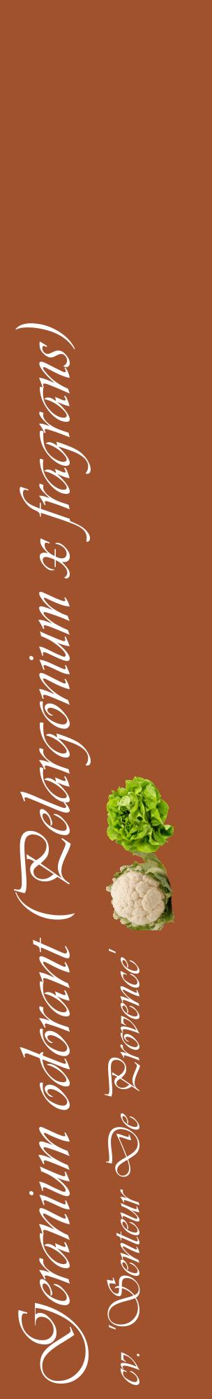 Étiquette de : Pelargonium x fragrans cv. 'Senteur De Provence' - format c - style blanche32_basiqueviv avec comestibilité simplifiée