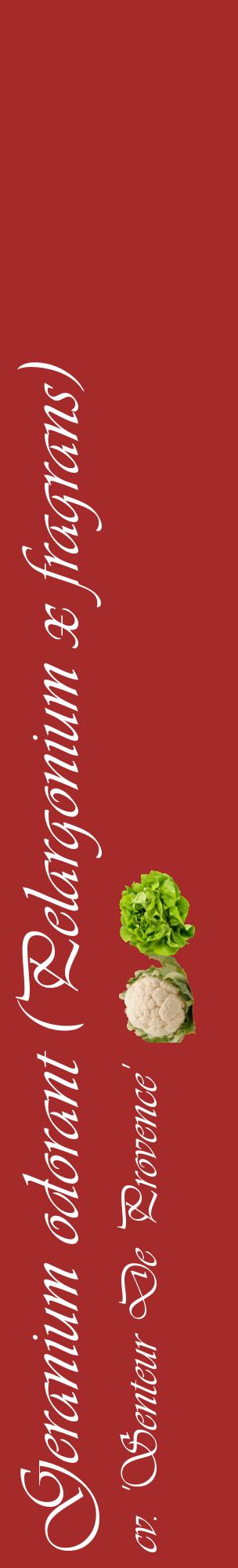 Étiquette de : Pelargonium x fragrans cv. 'Senteur De Provence' - format c - style blanche33_basiqueviv avec comestibilité simplifiée