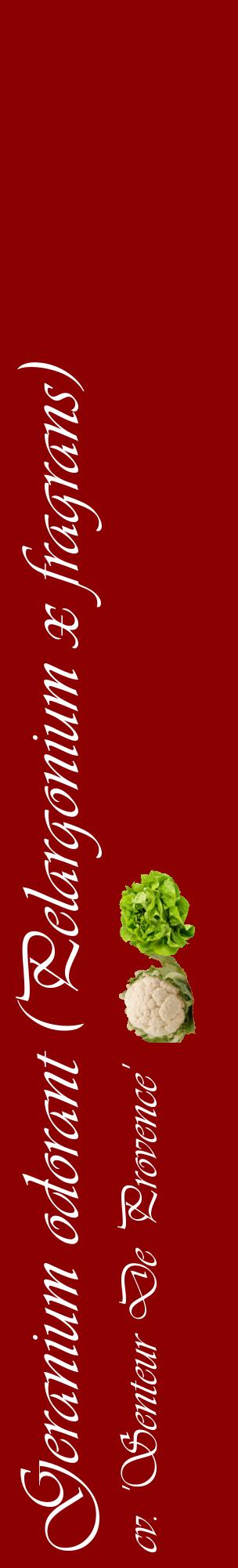 Étiquette de : Pelargonium x fragrans cv. 'Senteur De Provence' - format c - style blanche34_basiqueviv avec comestibilité simplifiée