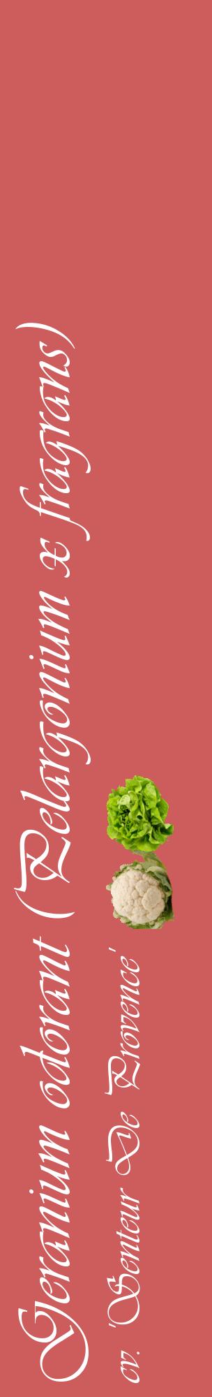 Étiquette de : Pelargonium x fragrans cv. 'Senteur De Provence' - format c - style blanche35_basiqueviv avec comestibilité simplifiée