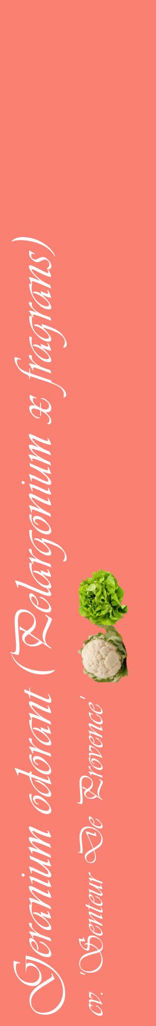 Étiquette de : Pelargonium x fragrans cv. 'Senteur De Provence' - format c - style blanche38_basiqueviv avec comestibilité simplifiée