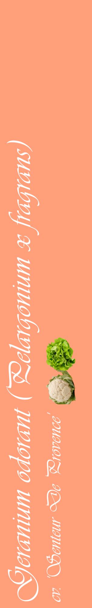 Étiquette de : Pelargonium x fragrans cv. 'Senteur De Provence' - format c - style blanche39_basiqueviv avec comestibilité simplifiée