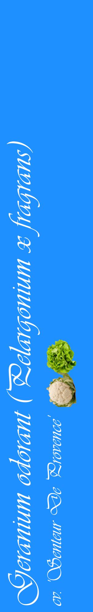 Étiquette de : Pelargonium x fragrans cv. 'Senteur De Provence' - format c - style blanche3_basiqueviv avec comestibilité simplifiée