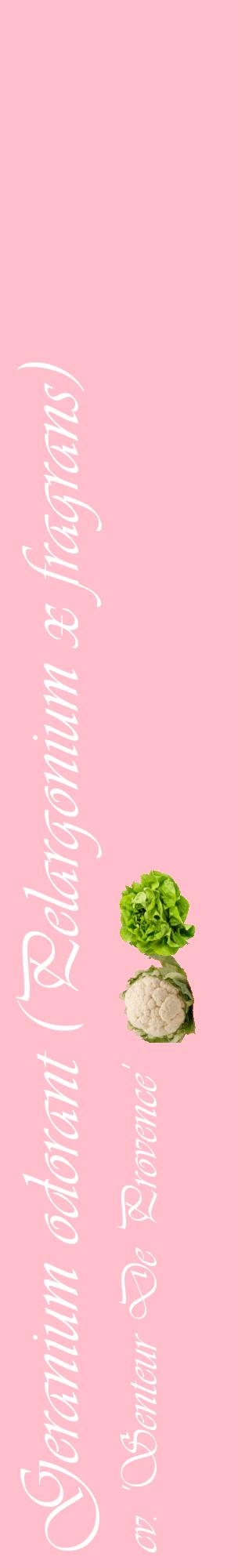 Étiquette de : Pelargonium x fragrans cv. 'Senteur De Provence' - format c - style blanche40_basiqueviv avec comestibilité simplifiée