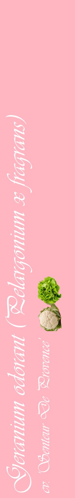 Étiquette de : Pelargonium x fragrans cv. 'Senteur De Provence' - format c - style blanche41_basiqueviv avec comestibilité simplifiée