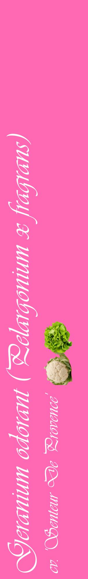 Étiquette de : Pelargonium x fragrans cv. 'Senteur De Provence' - format c - style blanche42_basiqueviv avec comestibilité simplifiée
