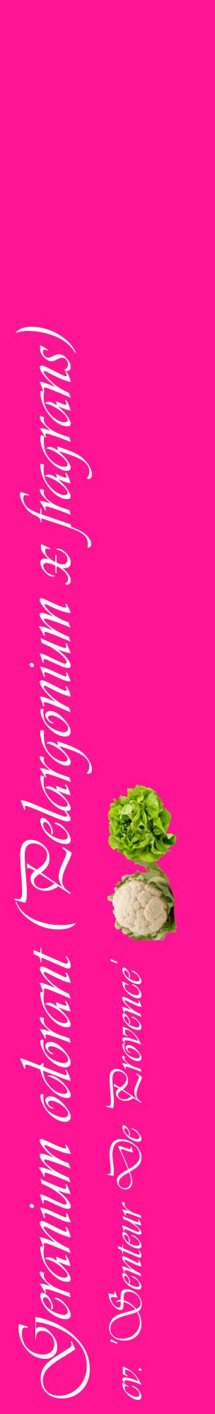 Étiquette de : Pelargonium x fragrans cv. 'Senteur De Provence' - format c - style blanche43_basiqueviv avec comestibilité simplifiée