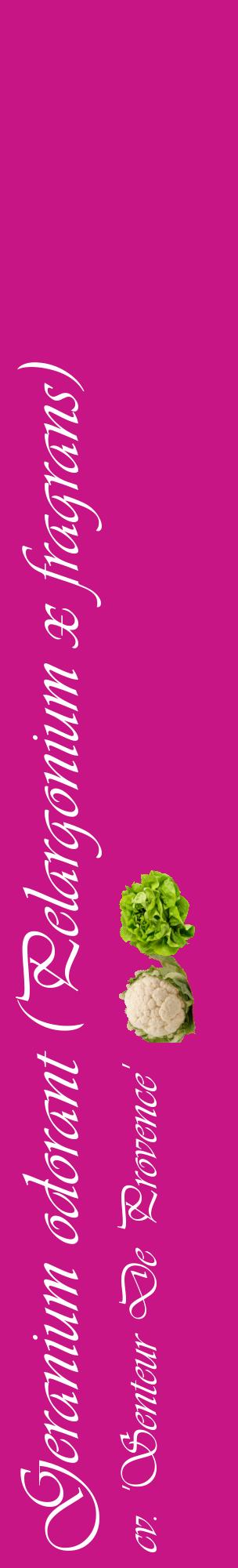 Étiquette de : Pelargonium x fragrans cv. 'Senteur De Provence' - format c - style blanche45_basiqueviv avec comestibilité simplifiée