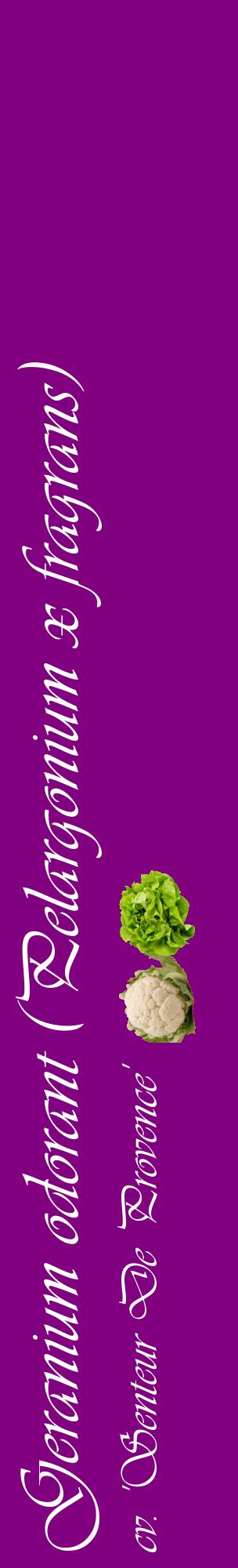 Étiquette de : Pelargonium x fragrans cv. 'Senteur De Provence' - format c - style blanche46_basiqueviv avec comestibilité simplifiée