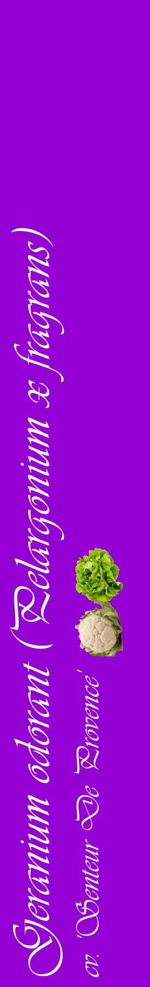 Étiquette de : Pelargonium x fragrans cv. 'Senteur De Provence' - format c - style blanche48_basiqueviv avec comestibilité simplifiée