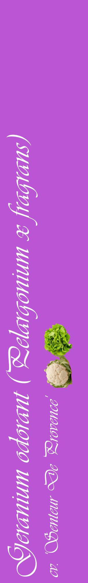 Étiquette de : Pelargonium x fragrans cv. 'Senteur De Provence' - format c - style blanche50_basiqueviv avec comestibilité simplifiée