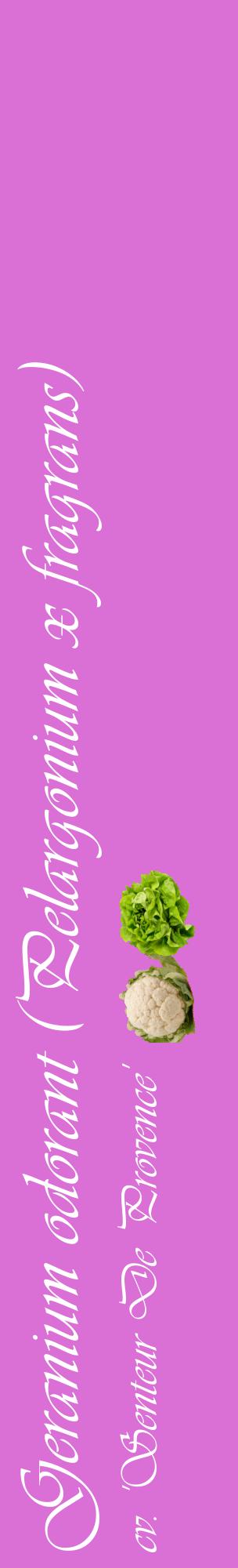 Étiquette de : Pelargonium x fragrans cv. 'Senteur De Provence' - format c - style blanche52_basiqueviv avec comestibilité simplifiée