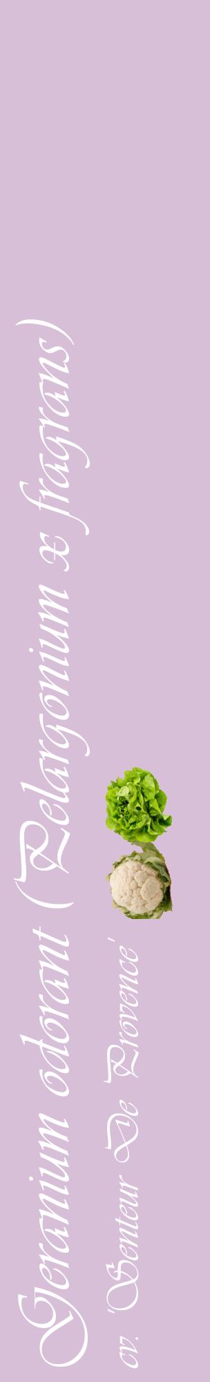 Étiquette de : Pelargonium x fragrans cv. 'Senteur De Provence' - format c - style blanche54_basiqueviv avec comestibilité simplifiée