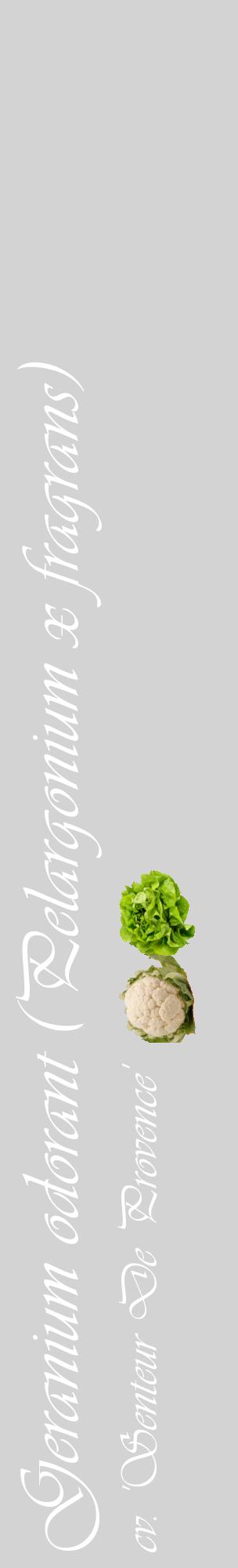 Étiquette de : Pelargonium x fragrans cv. 'Senteur De Provence' - format c - style blanche56_basiqueviv avec comestibilité simplifiée