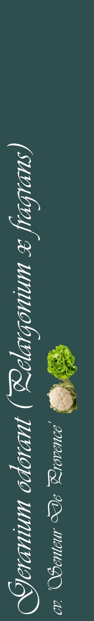 Étiquette de : Pelargonium x fragrans cv. 'Senteur De Provence' - format c - style blanche58_basiqueviv avec comestibilité simplifiée