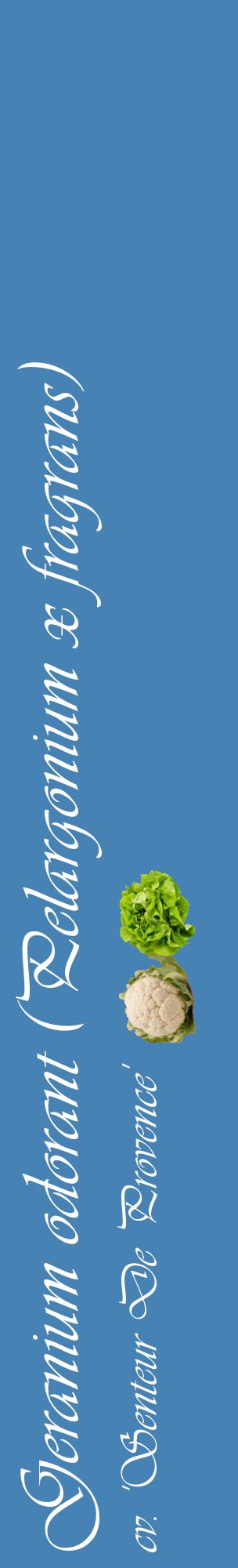 Étiquette de : Pelargonium x fragrans cv. 'Senteur De Provence' - format c - style blanche5_basiqueviv avec comestibilité simplifiée