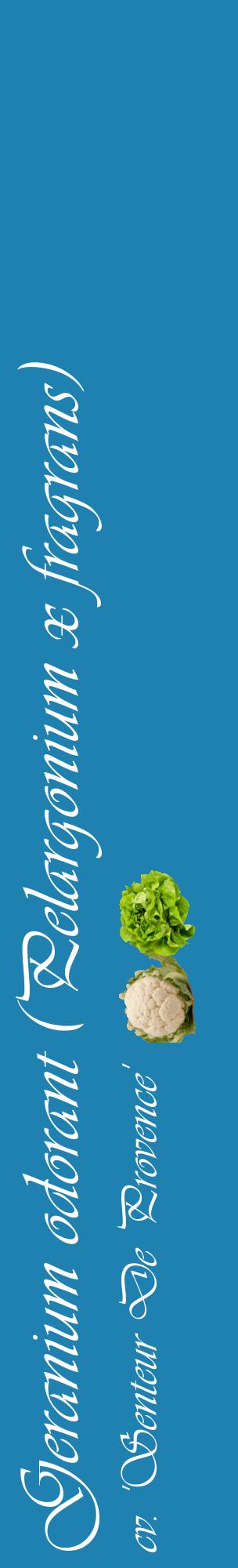 Étiquette de : Pelargonium x fragrans cv. 'Senteur De Provence' - format c - style blanche6_basiqueviv avec comestibilité simplifiée