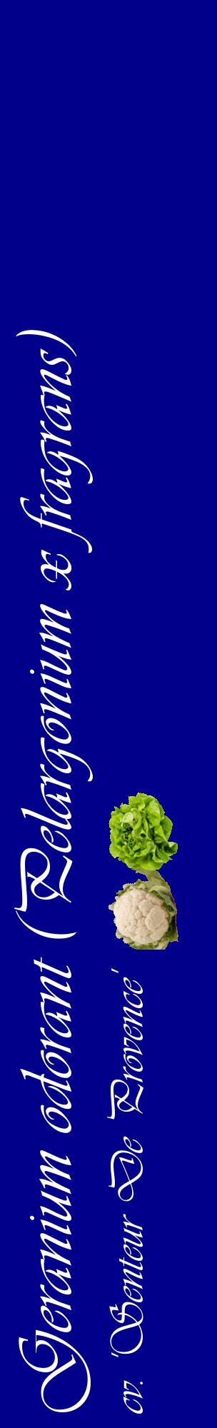 Étiquette de : Pelargonium x fragrans cv. 'Senteur De Provence' - format c - style blanche7_basiqueviv avec comestibilité simplifiée