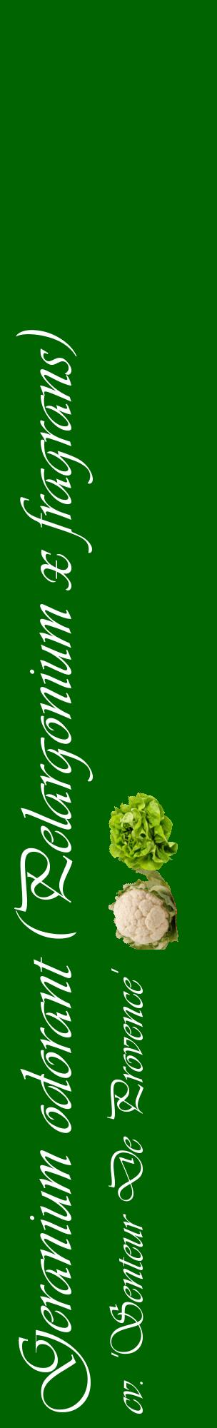 Étiquette de : Pelargonium x fragrans cv. 'Senteur De Provence' - format c - style blanche8_basiqueviv avec comestibilité simplifiée