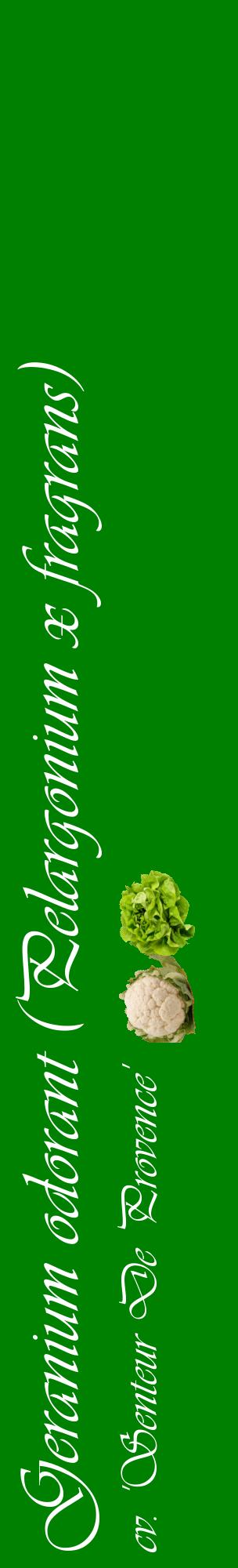 Étiquette de : Pelargonium x fragrans cv. 'Senteur De Provence' - format c - style blanche9_basiqueviv avec comestibilité simplifiée