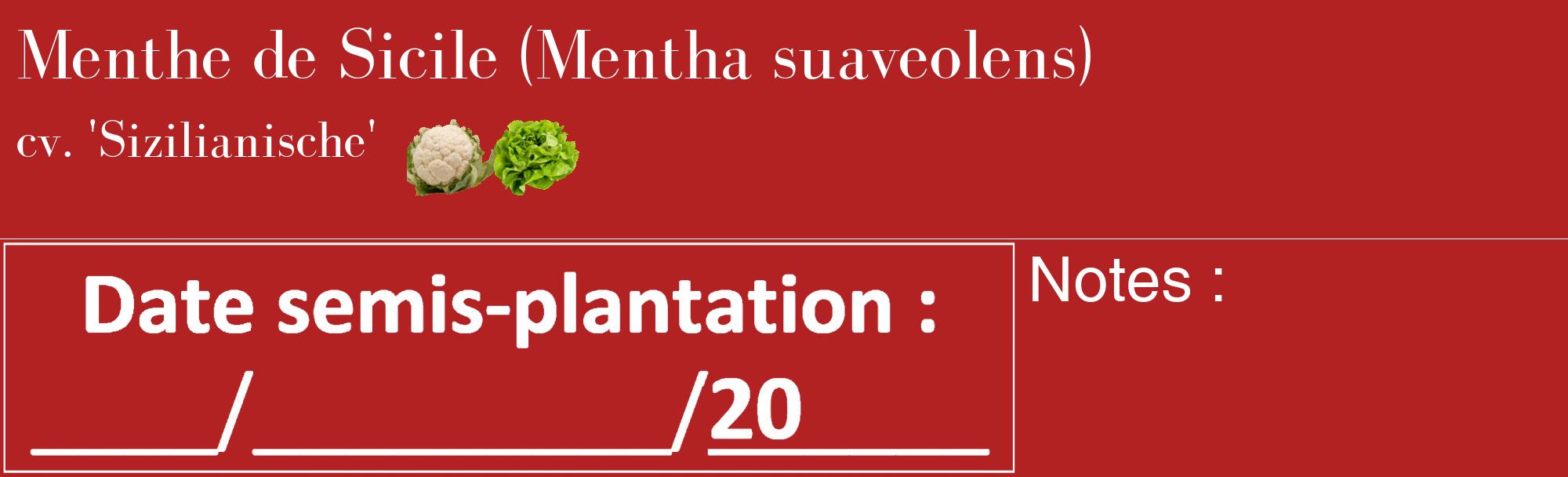 Étiquette de : Mentha suaveolens cv. 'Sizilianische' - format c - style blanche28_basique_basiquebod avec comestibilité simplifiée