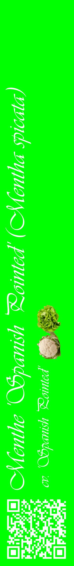 Étiquette de : Mentha spicata cv. 'Spanish Pointed' - format c - style blanche16_basiqueviv avec qrcode et comestibilité simplifiée
