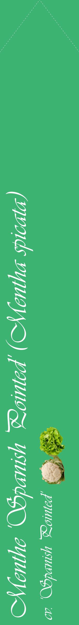 Étiquette de : Mentha spicata cv. 'Spanish Pointed' - format c - style blanche12_simpleviv avec comestibilité simplifiée