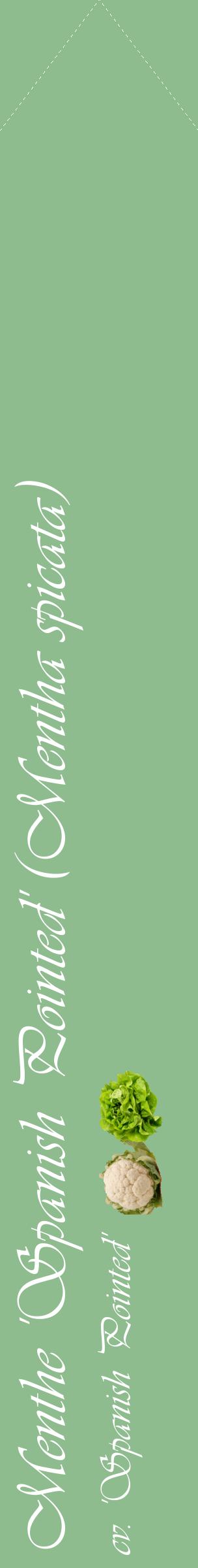 Étiquette de : Mentha spicata cv. 'Spanish Pointed' - format c - style blanche13_simpleviv avec comestibilité simplifiée