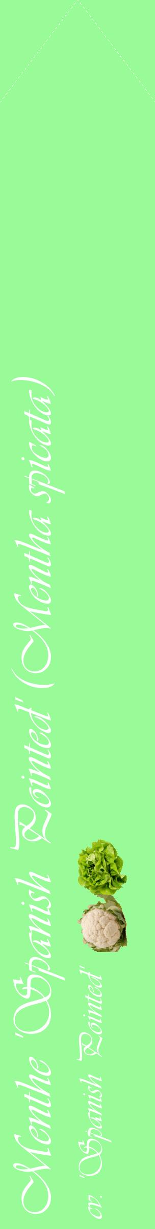 Étiquette de : Mentha spicata cv. 'Spanish Pointed' - format c - style blanche14_simpleviv avec comestibilité simplifiée