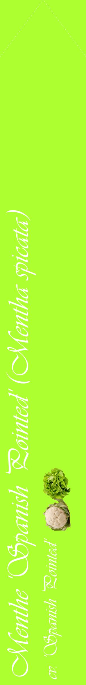 Étiquette de : Mentha spicata cv. 'Spanish Pointed' - format c - style blanche17_simpleviv avec comestibilité simplifiée