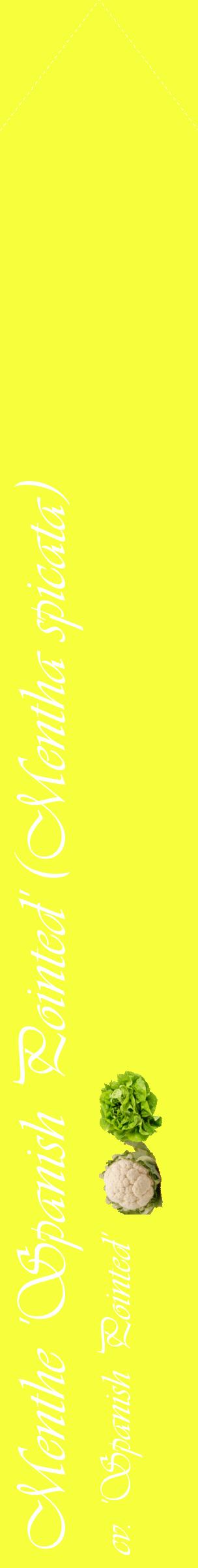Étiquette de : Mentha spicata cv. 'Spanish Pointed' - format c - style blanche18_simpleviv avec comestibilité simplifiée