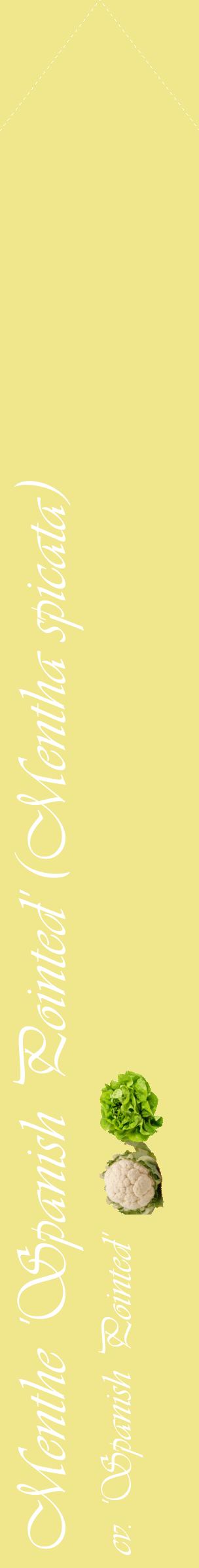Étiquette de : Mentha spicata cv. 'Spanish Pointed' - format c - style blanche20_simpleviv avec comestibilité simplifiée