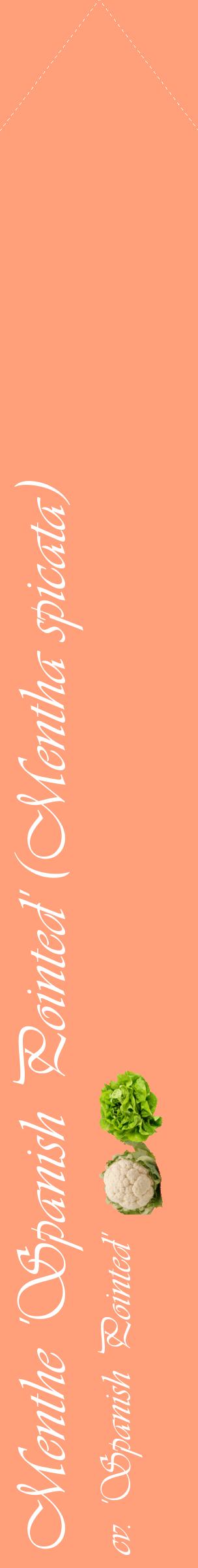 Étiquette de : Mentha spicata cv. 'Spanish Pointed' - format c - style blanche39_simpleviv avec comestibilité simplifiée