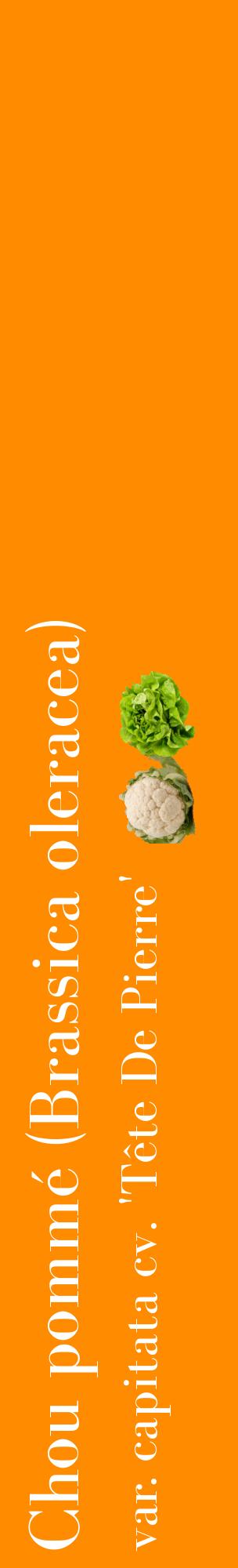 Étiquette de : Brassica oleracea var. capitata cv. 'Tête De Pierre' - format c - style blanche23_basiquebod avec comestibilité simplifiée