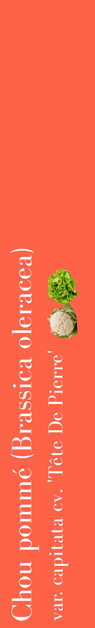 Étiquette de : Brassica oleracea var. capitata cv. 'Tête De Pierre' - format c - style blanche25_basiquebod avec comestibilité simplifiée