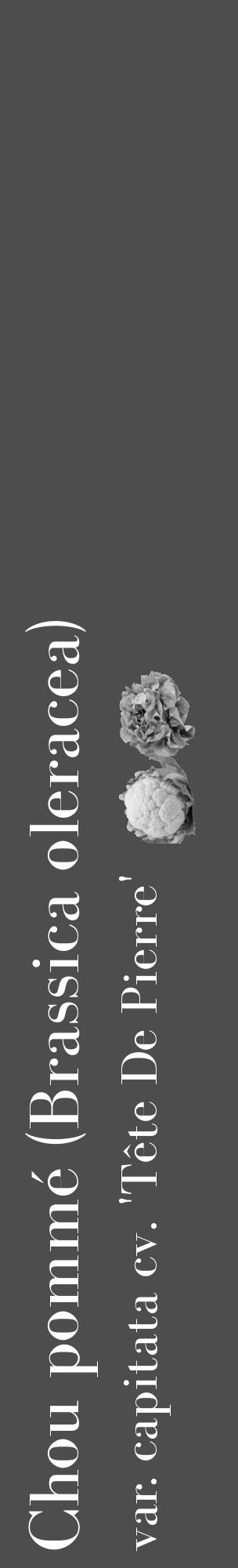 Étiquette de : Brassica oleracea var. capitata cv. 'Tête De Pierre' - format c - style blanche28basique_basique_basiquebod avec comestibilité simplifiée - position verticale