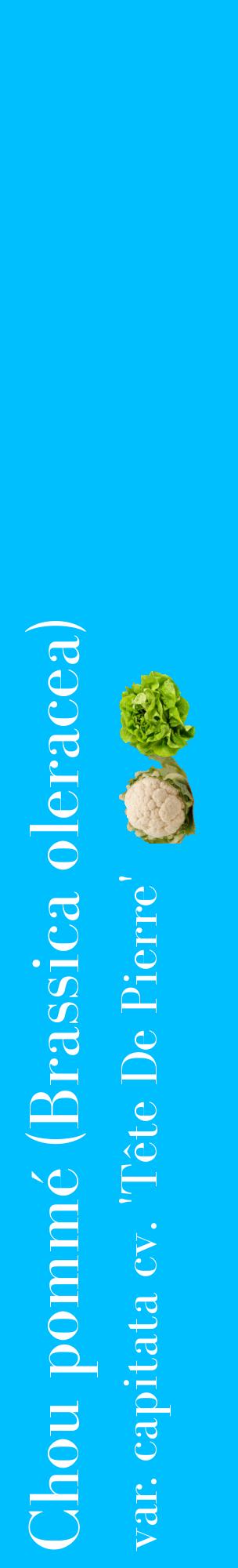 Étiquette de : Brassica oleracea var. capitata cv. 'Tête De Pierre' - format c - style blanche2_basiquebod avec comestibilité simplifiée