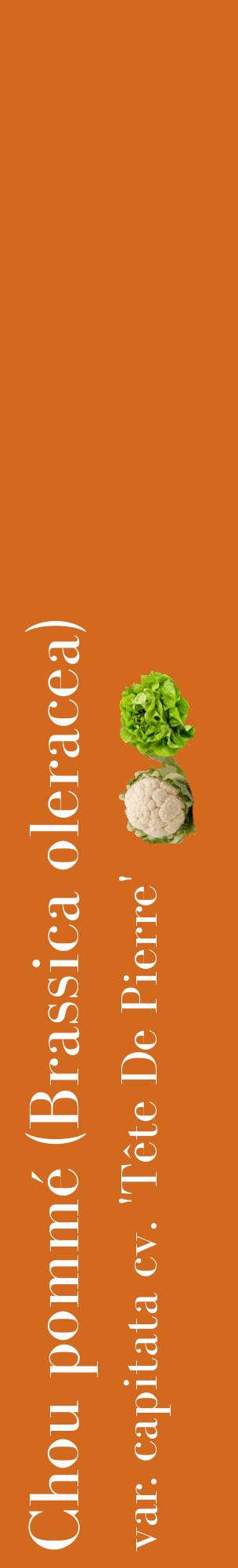 Étiquette de : Brassica oleracea var. capitata cv. 'Tête De Pierre' - format c - style blanche31_basiquebod avec comestibilité simplifiée