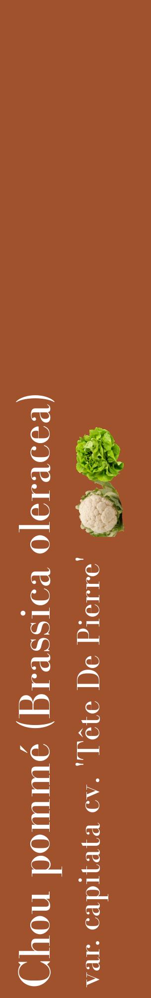 Étiquette de : Brassica oleracea var. capitata cv. 'Tête De Pierre' - format c - style blanche32_basiquebod avec comestibilité simplifiée