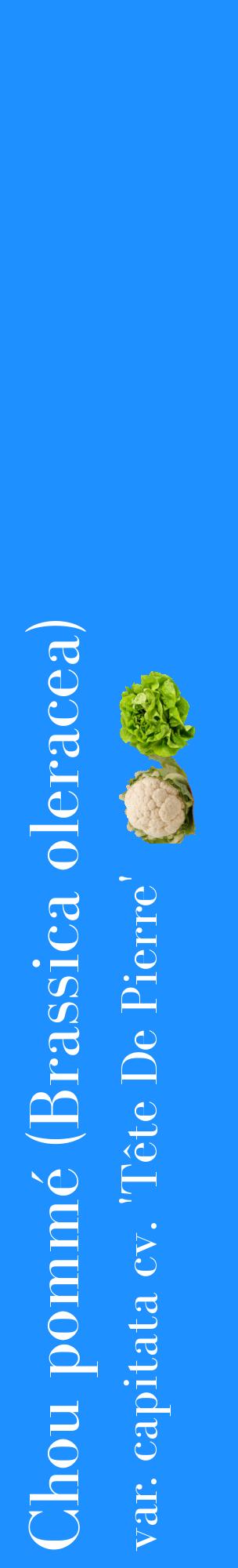 Étiquette de : Brassica oleracea var. capitata cv. 'Tête De Pierre' - format c - style blanche3_basiquebod avec comestibilité simplifiée