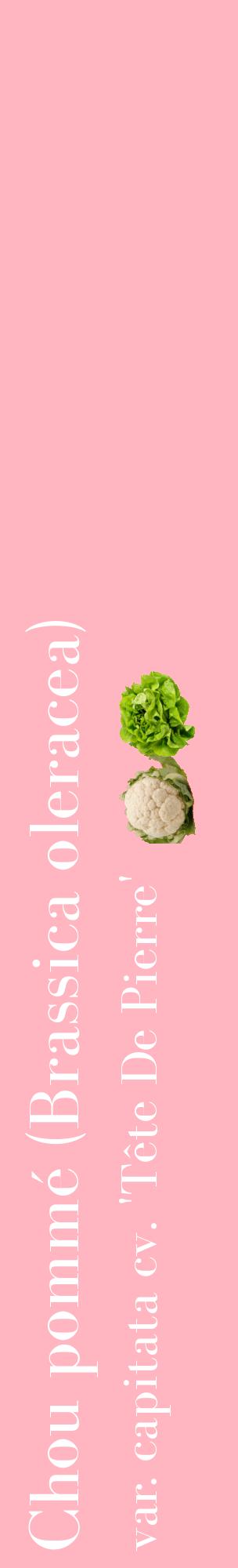 Étiquette de : Brassica oleracea var. capitata cv. 'Tête De Pierre' - format c - style blanche41_basiquebod avec comestibilité simplifiée