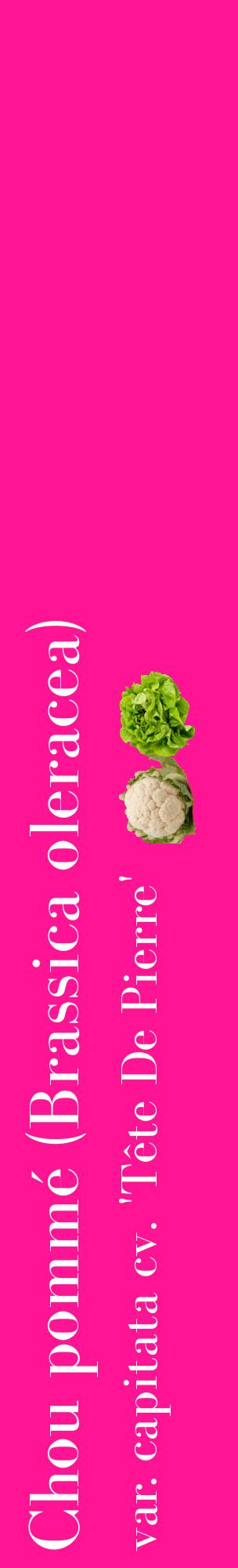 Étiquette de : Brassica oleracea var. capitata cv. 'Tête De Pierre' - format c - style blanche43_basiquebod avec comestibilité simplifiée