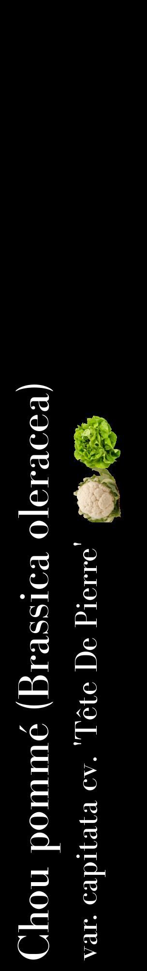 Étiquette de : Brassica oleracea var. capitata cv. 'Tête De Pierre' - format c - style blanche59_basiquebod avec comestibilité simplifiée