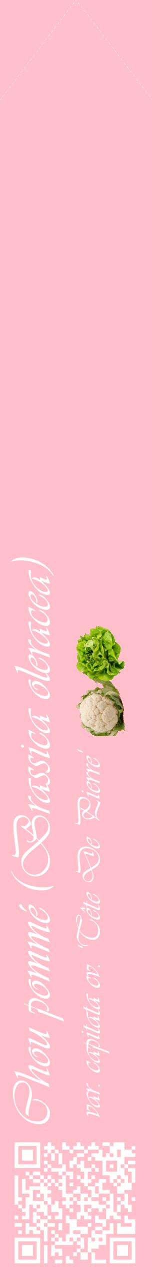 Étiquette de : Brassica oleracea var. capitata cv. 'Tête De Pierre' - format c - style blanche40_simpleviv avec qrcode et comestibilité simplifiée