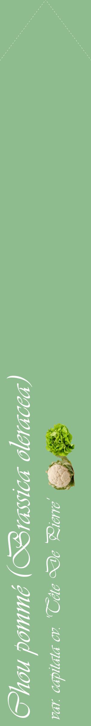 Étiquette de : Brassica oleracea var. capitata cv. 'Tête De Pierre' - format c - style blanche13_simpleviv avec comestibilité simplifiée
