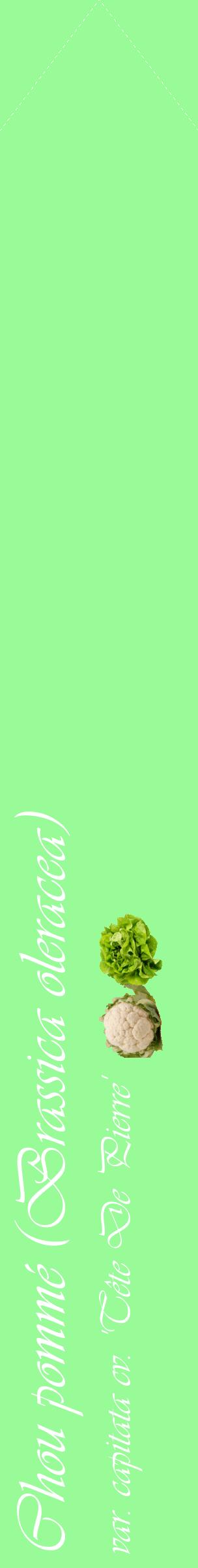 Étiquette de : Brassica oleracea var. capitata cv. 'Tête De Pierre' - format c - style blanche14_simpleviv avec comestibilité simplifiée