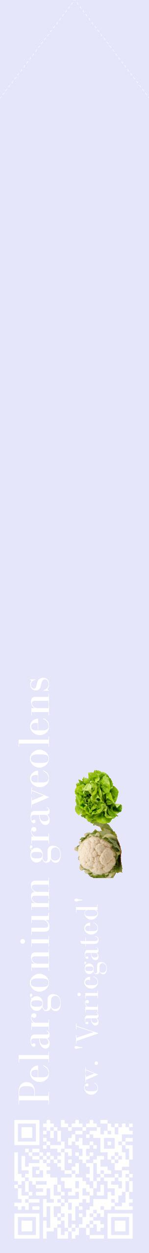 Étiquette de : Pelargonium graveolens cv. 'Variegated' - format c - style blanche55_simplebod avec qrcode et comestibilité simplifiée